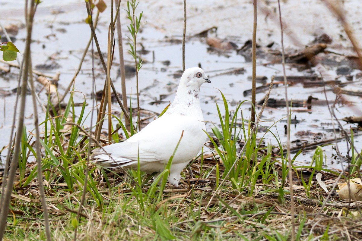 Rock Pigeon (Feral Pigeon) - Carly Farley
