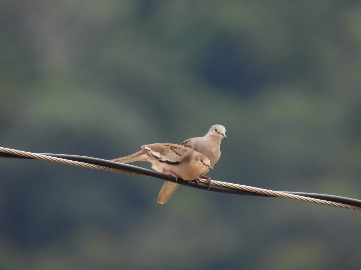 Picui Ground Dove - Jennifer Nelson