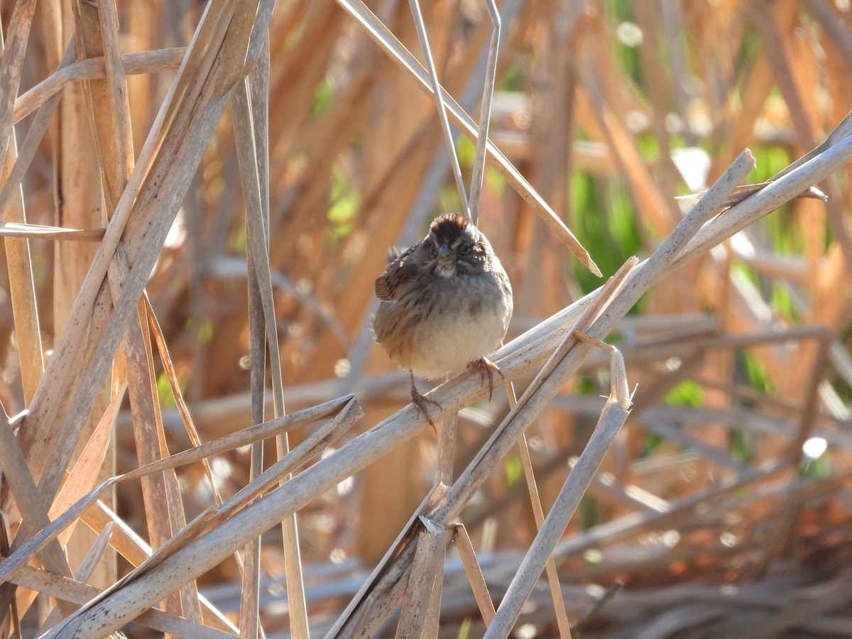 Swamp Sparrow - ML555709021