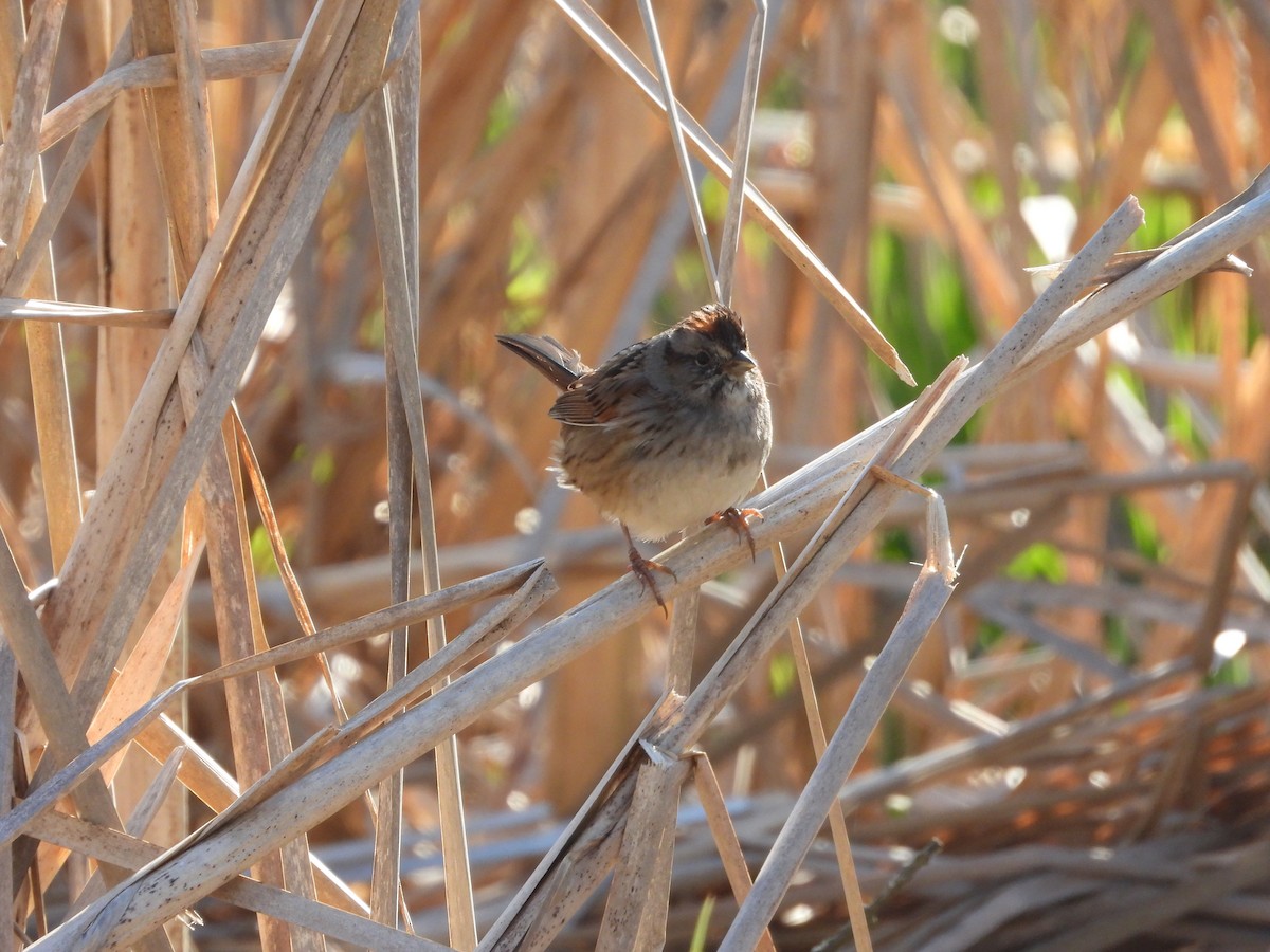 Swamp Sparrow - ML555709031