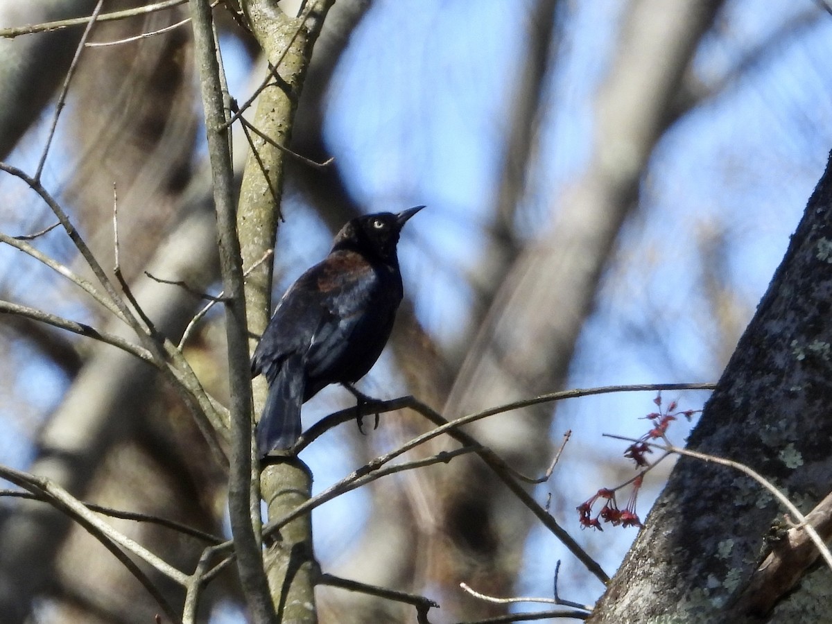 Rusty Blackbird - ML555709171