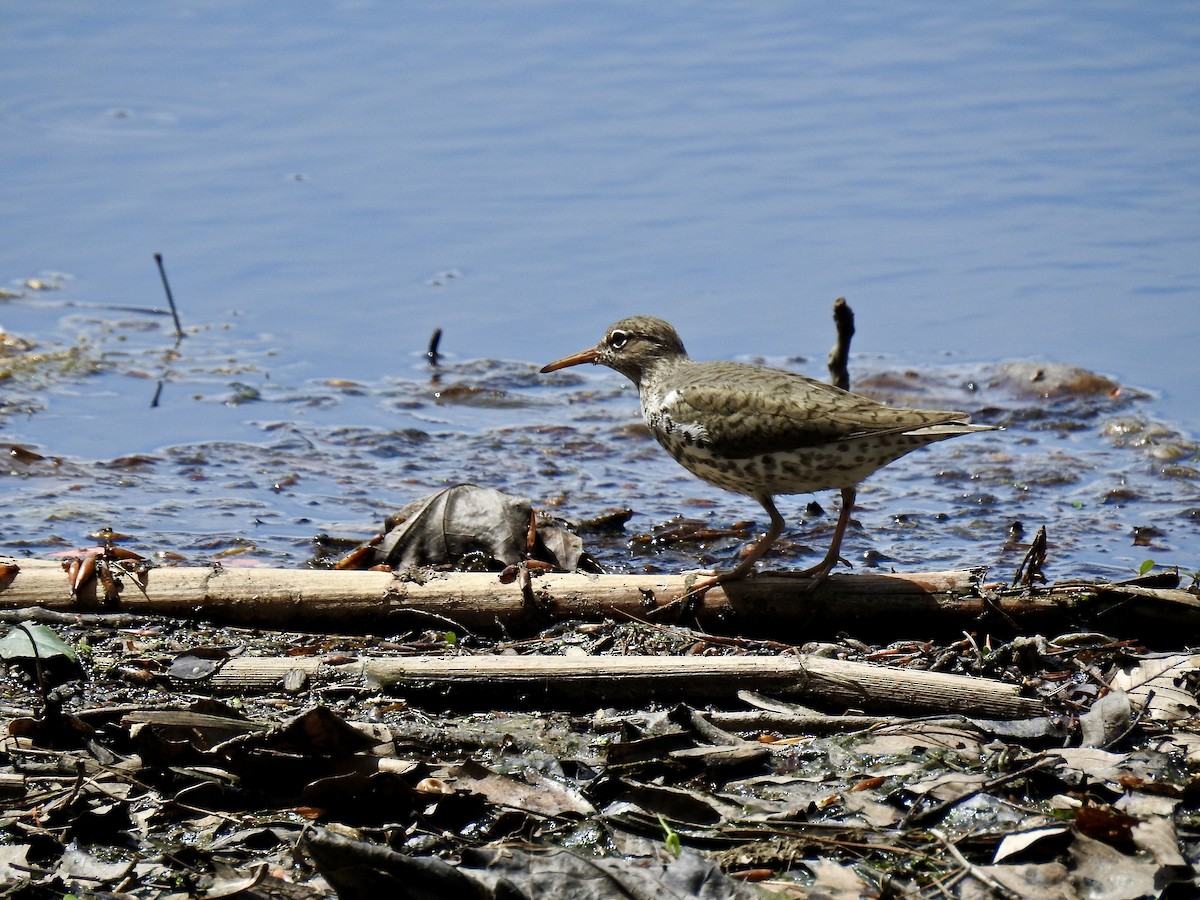Spotted Sandpiper - ML55571201