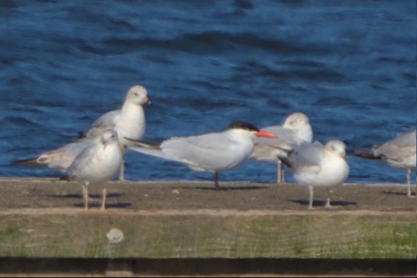 Caspian Tern - ML555712371