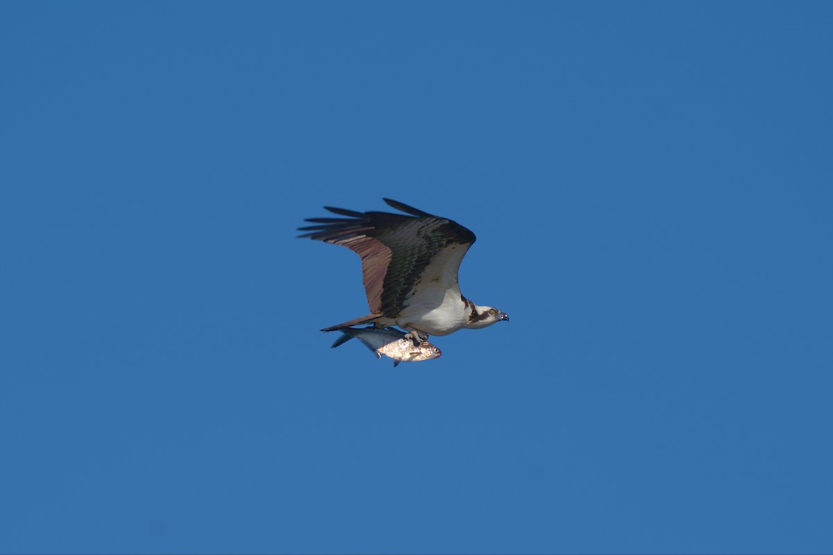 Osprey - ML555712441