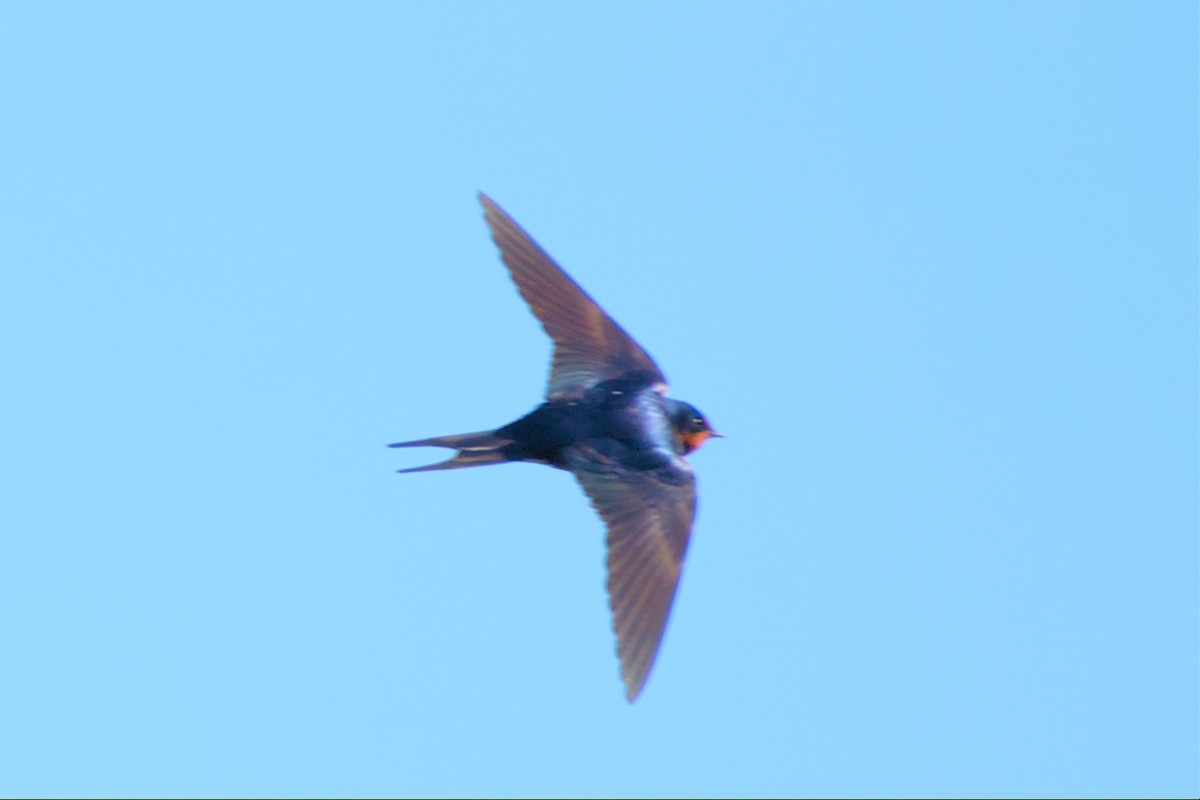 Barn Swallow - ML555712511