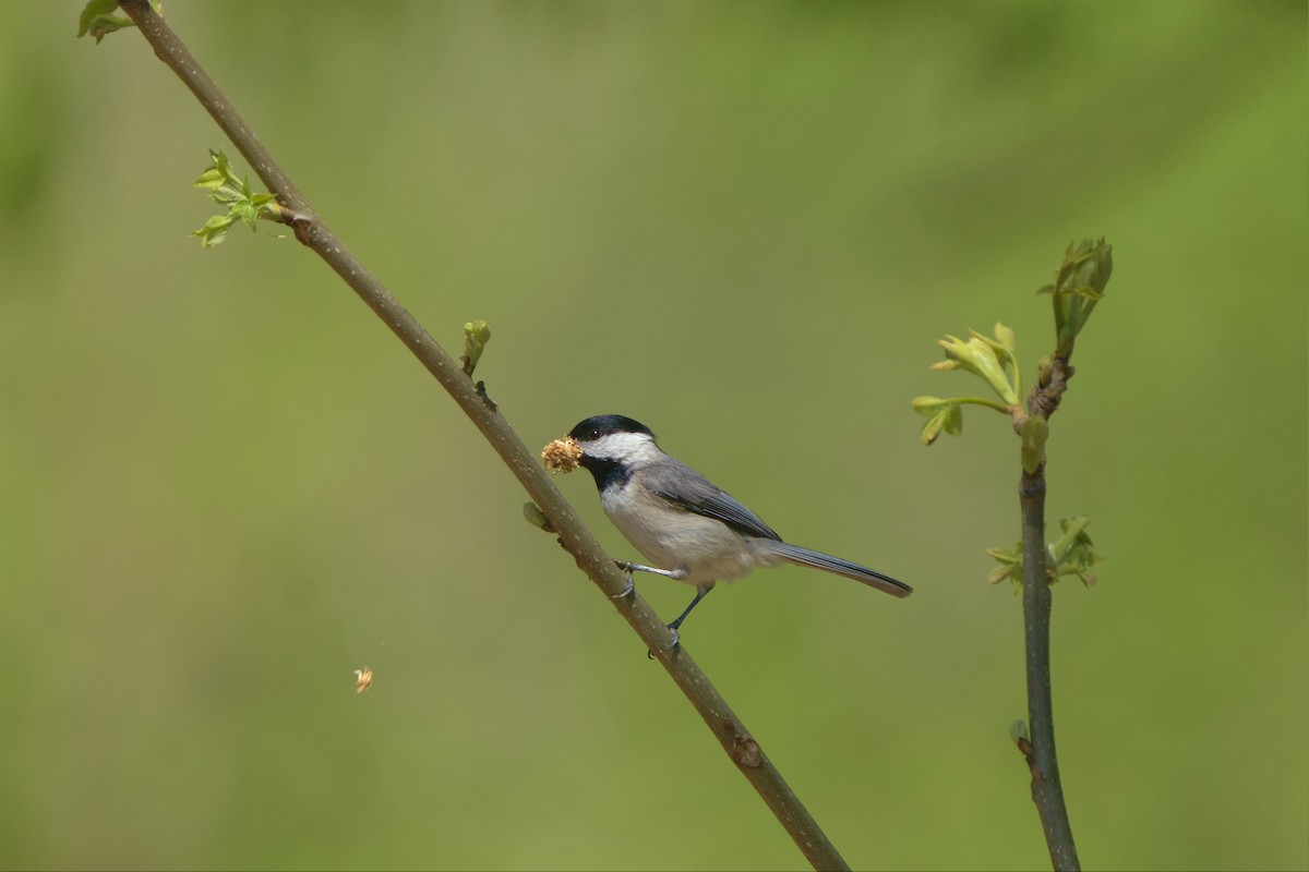 Carolina Chickadee - ML555712831