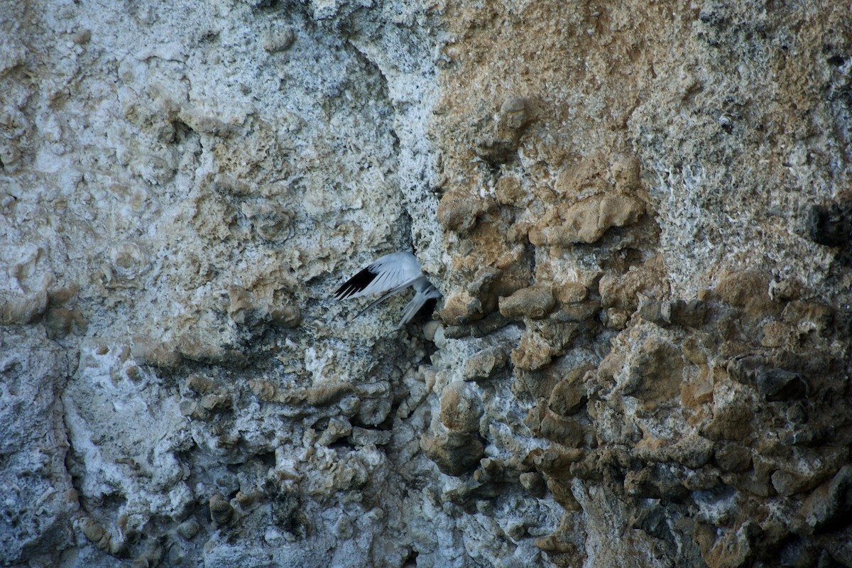 White-tailed Tropicbird (Atlantic) - ML555713051