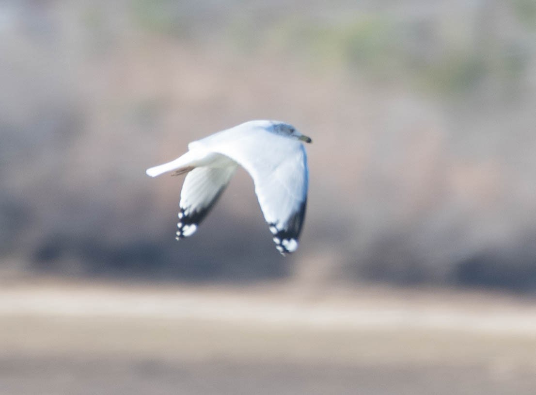 Ring-billed Gull - ML555713071