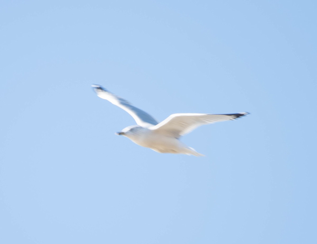 Ring-billed Gull - ML555713081