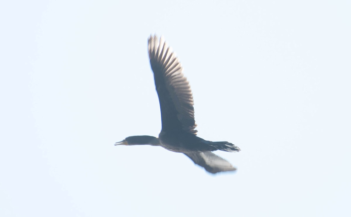 Double-crested Cormorant - ML555713131