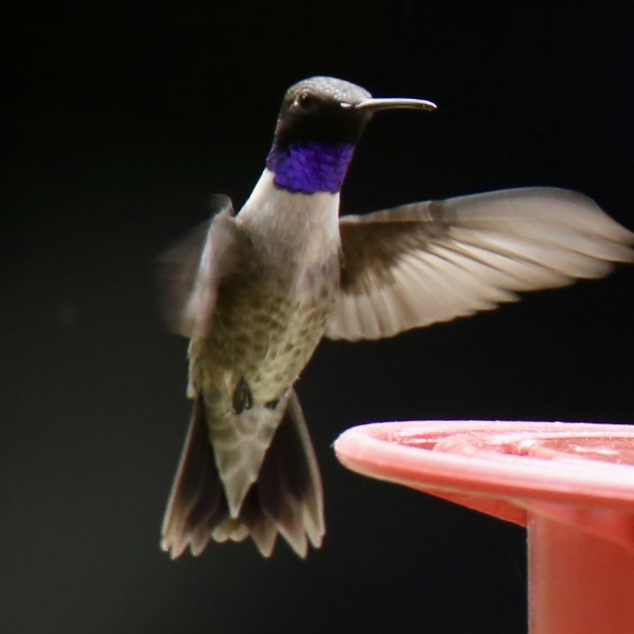 Black-chinned Hummingbird - ML555713221
