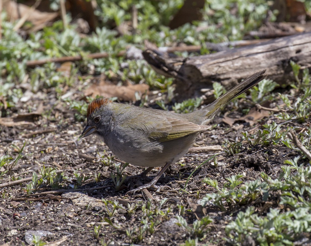 Green-tailed Towhee - ML555715771