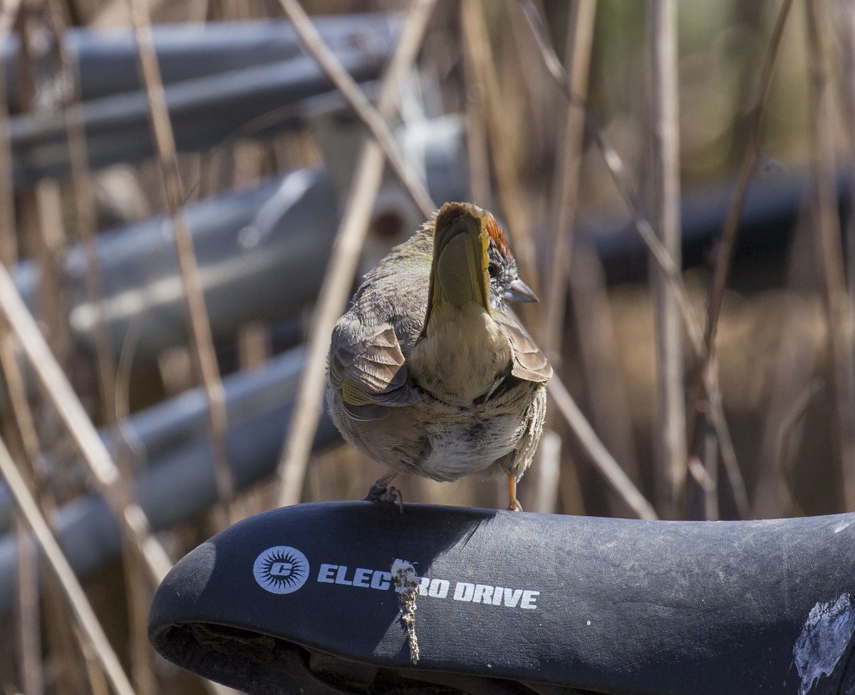 Green-tailed Towhee - Michael Richardson