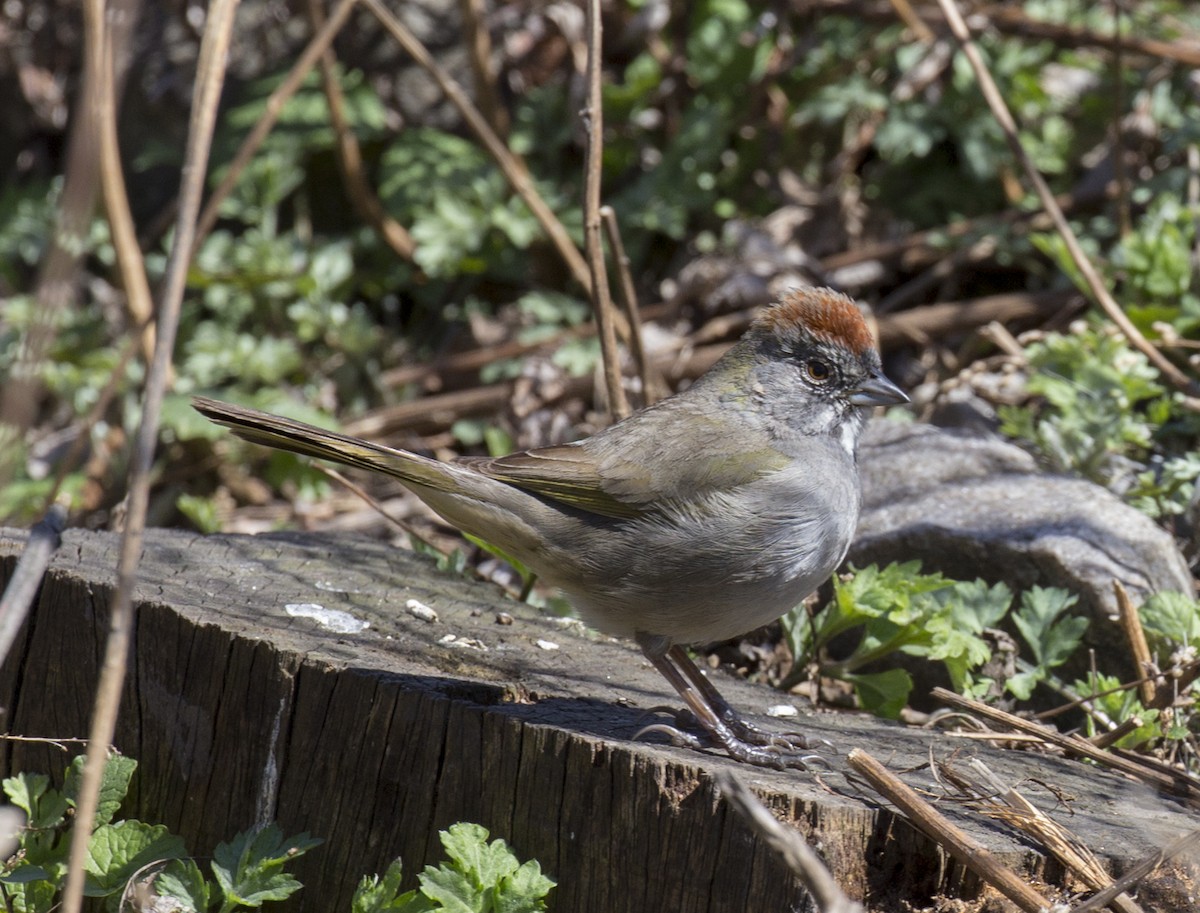 Green-tailed Towhee - ML555715871