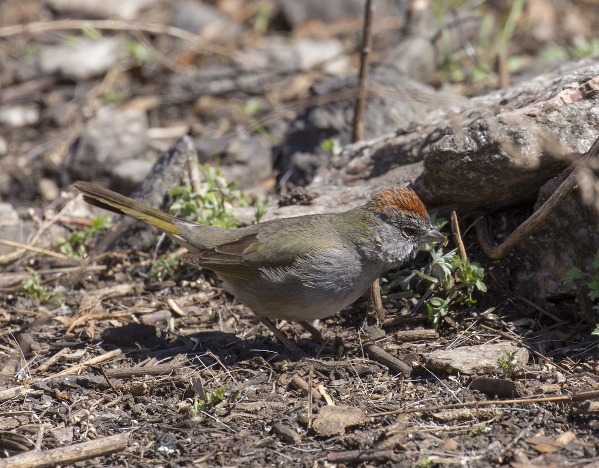 Green-tailed Towhee - ML555715881