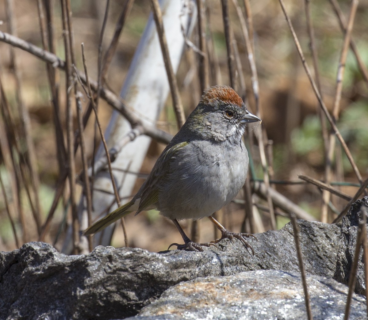 Green-tailed Towhee - ML555715891