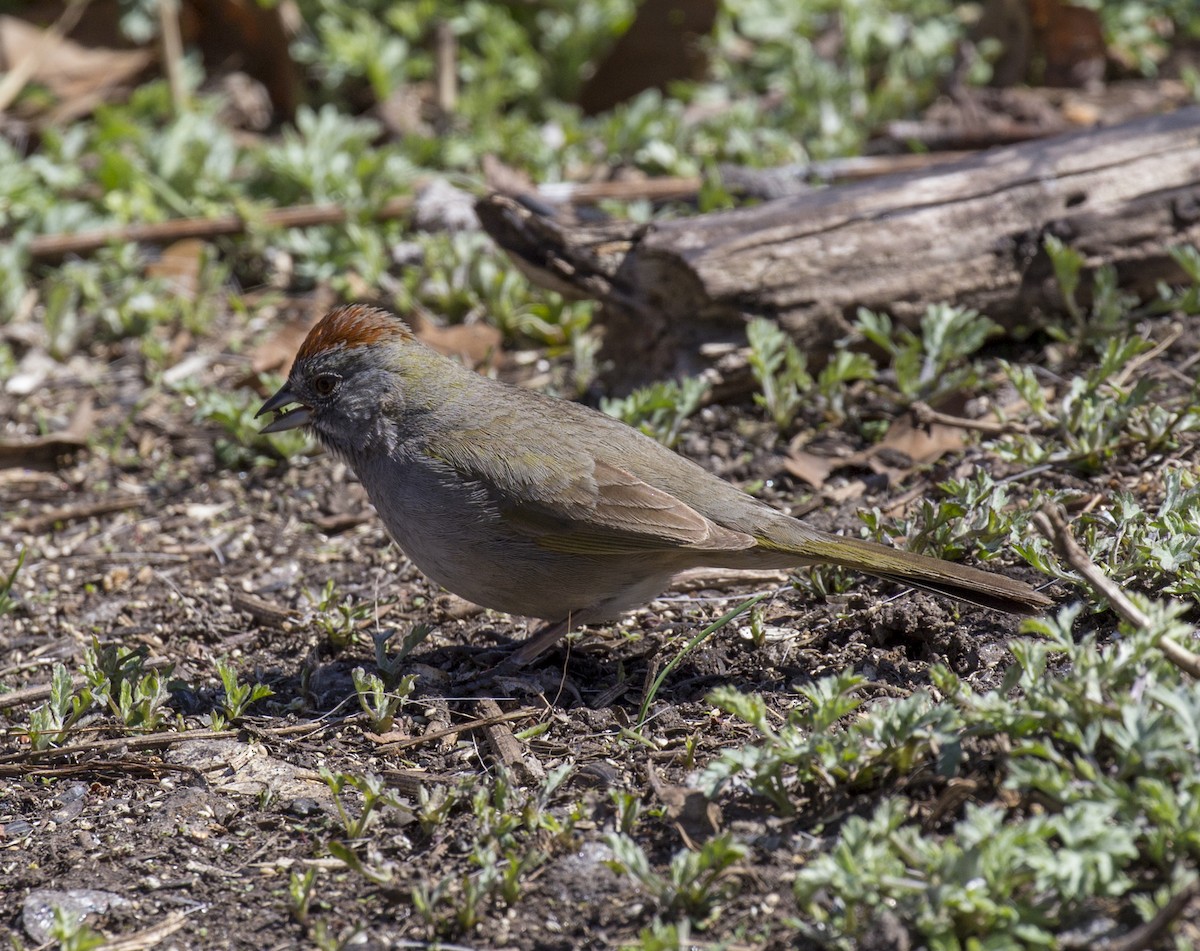 Green-tailed Towhee - ML555715901