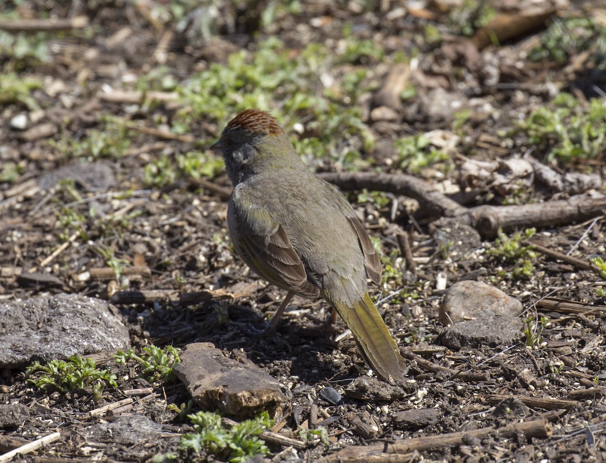 Green-tailed Towhee - ML555715911