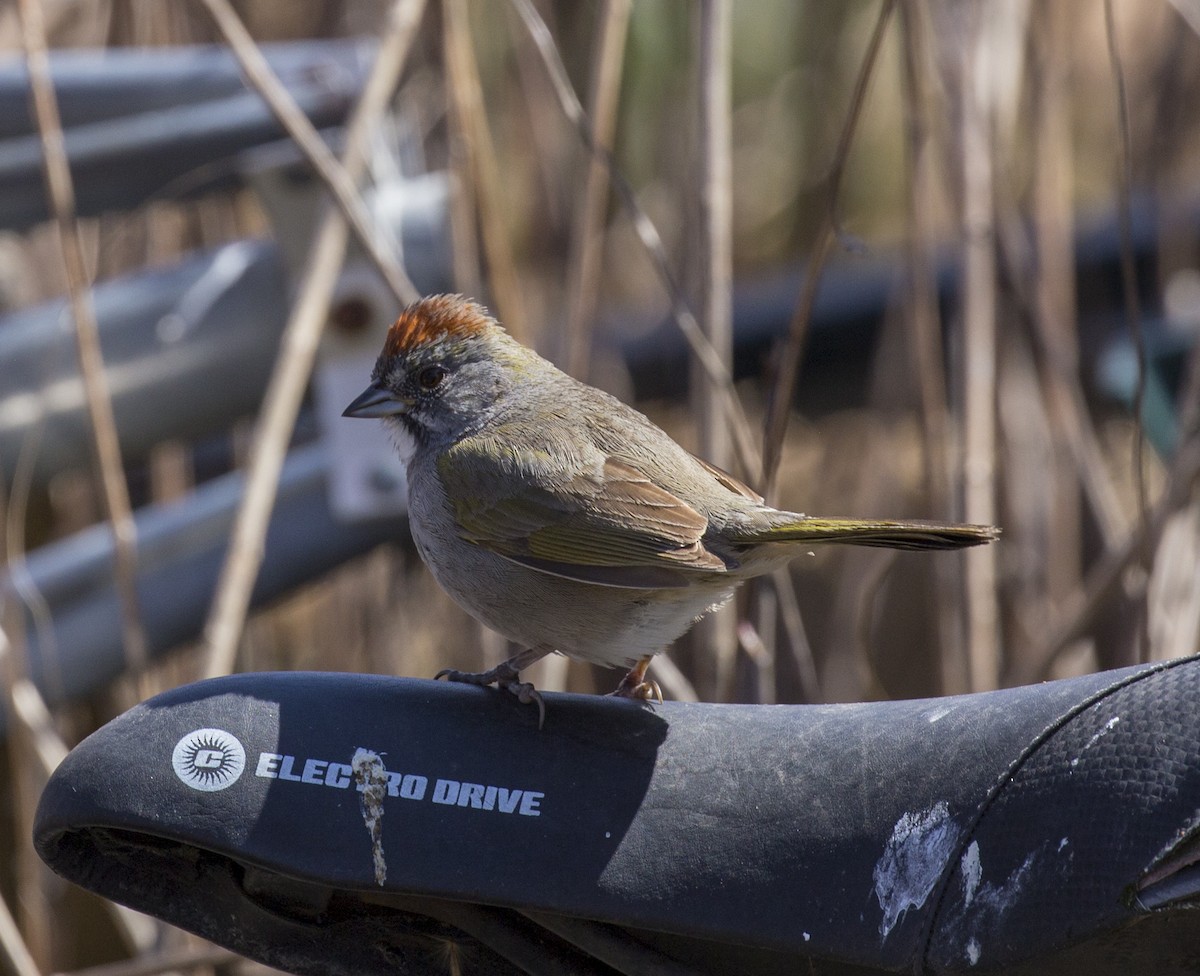 Green-tailed Towhee - ML555715921