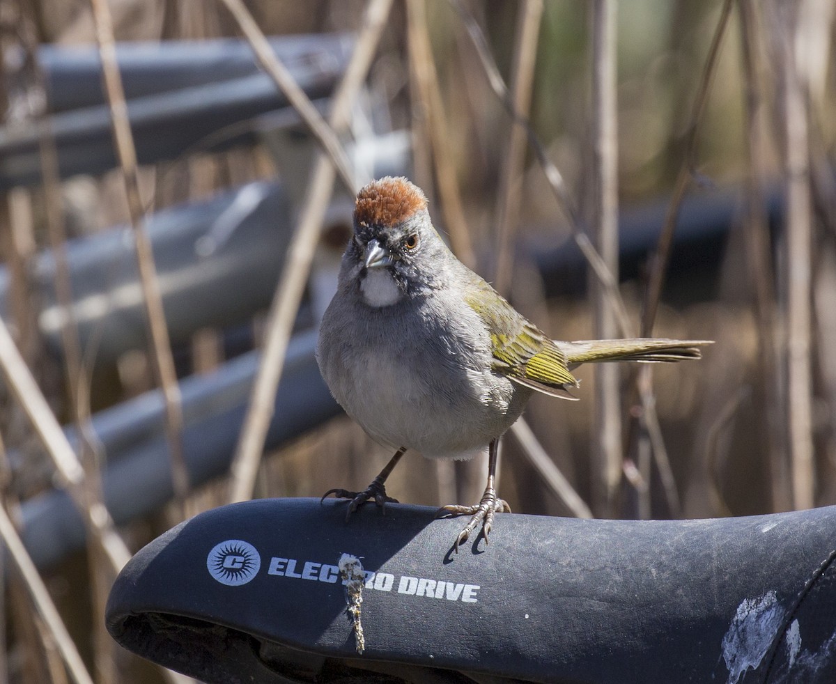 Green-tailed Towhee - ML555715931