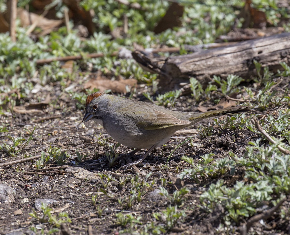 Green-tailed Towhee - ML555715941