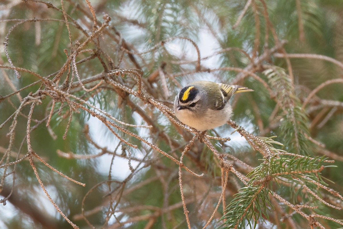 Golden-crowned Kinglet - ML555715951