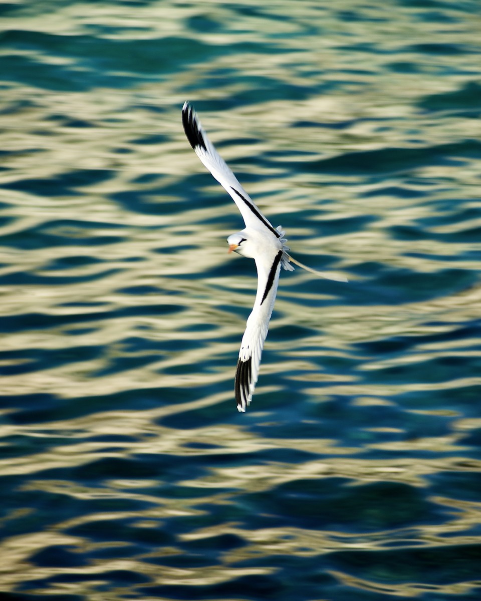 White-tailed Tropicbird (Atlantic) - Roberto Jovel