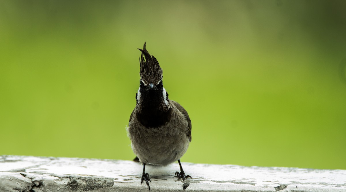 Bulbul Cariblanco - ML55571651