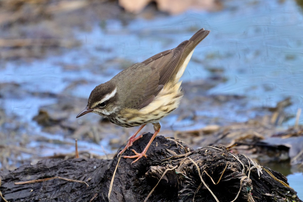 Louisiana Waterthrush - ML555716521