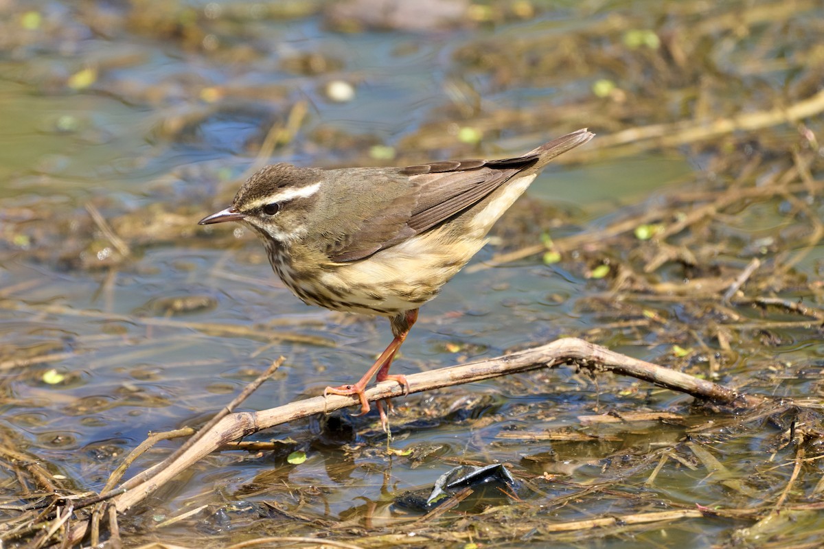 Louisiana Waterthrush - ML555716531