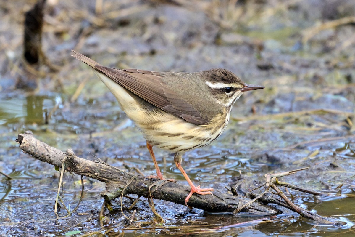 Louisiana Waterthrush - ML555716541