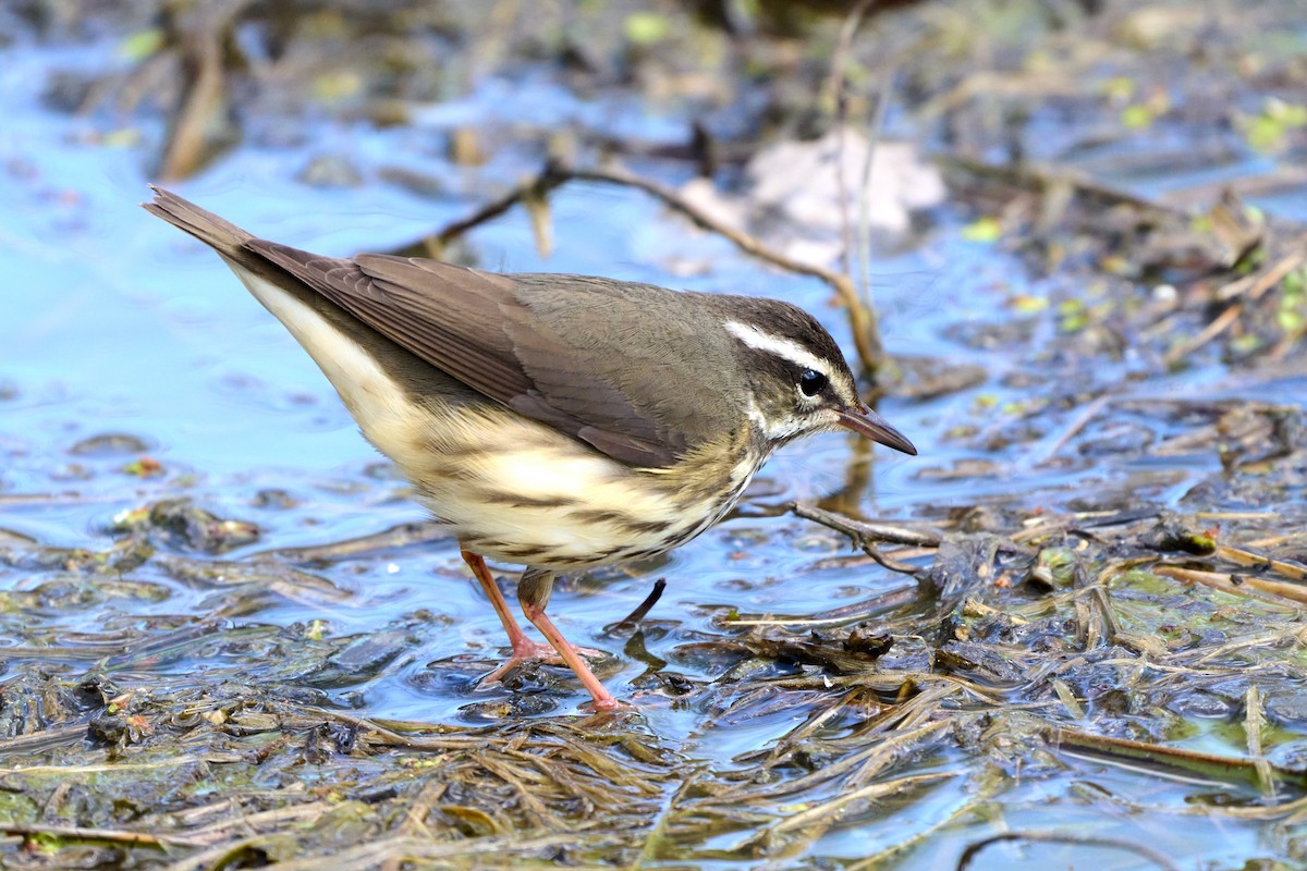 Louisiana Waterthrush - ML555716551