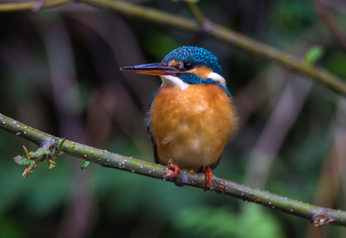 Martin-pêcheur d'Europe - ML55571701