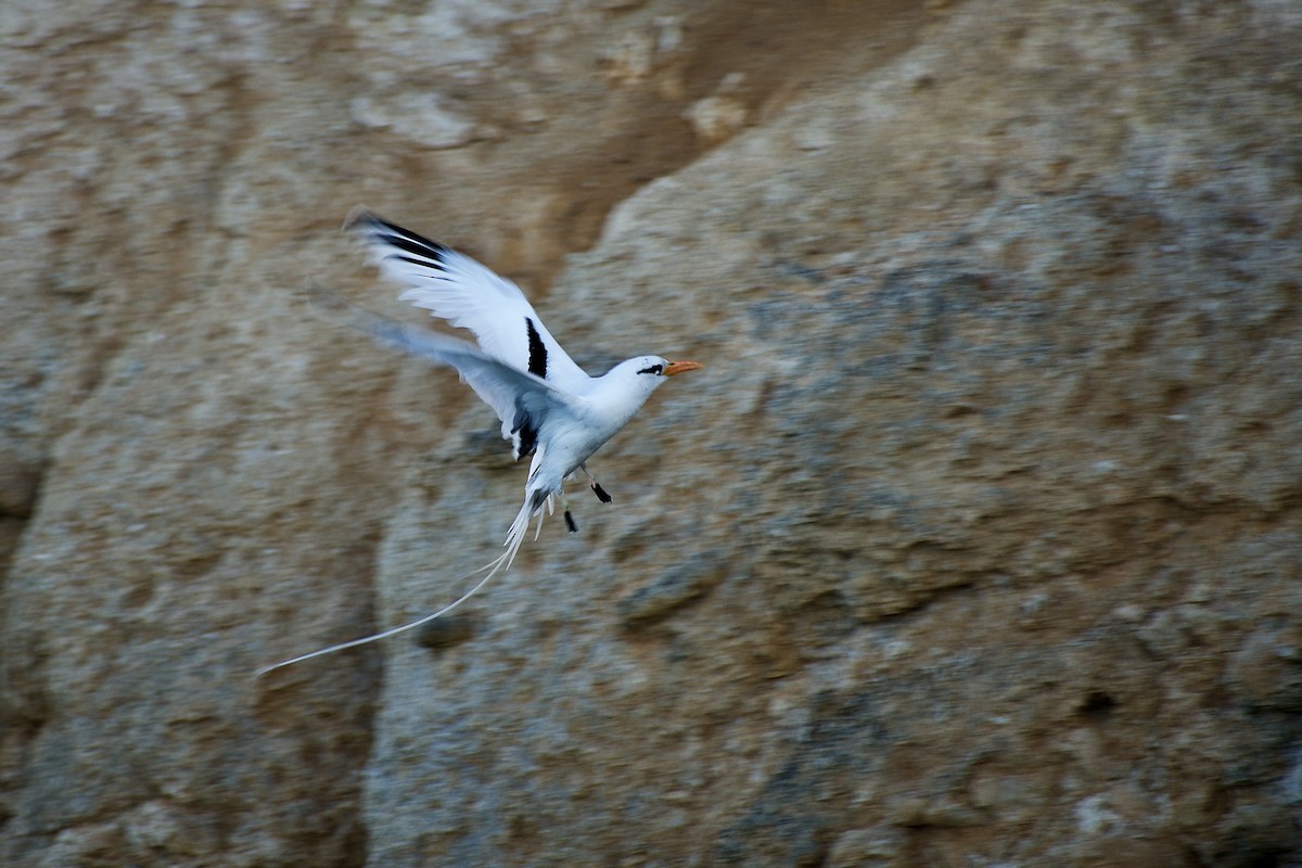 White-tailed Tropicbird (Atlantic) - ML555717541