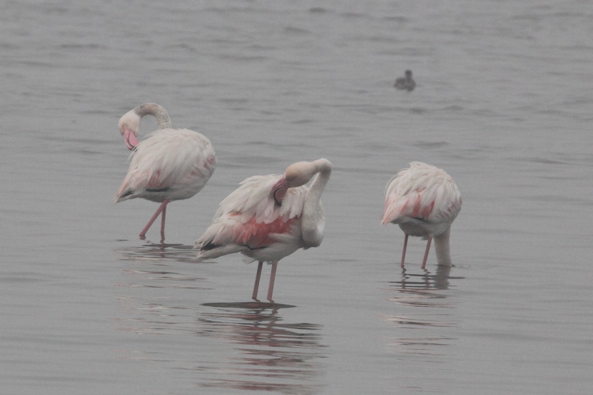 Розовый фламинго - ML55571781