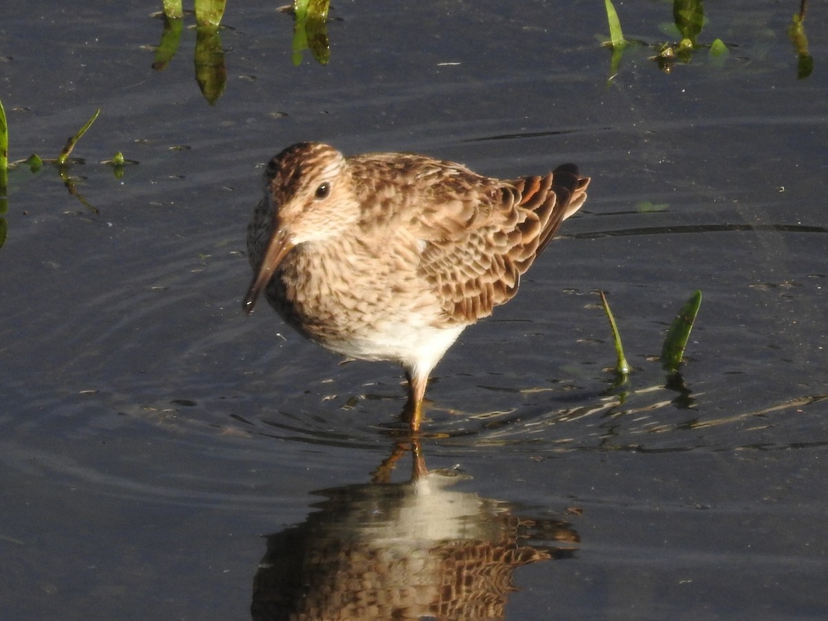 Bécasseau à poitrine cendrée - ML555718101