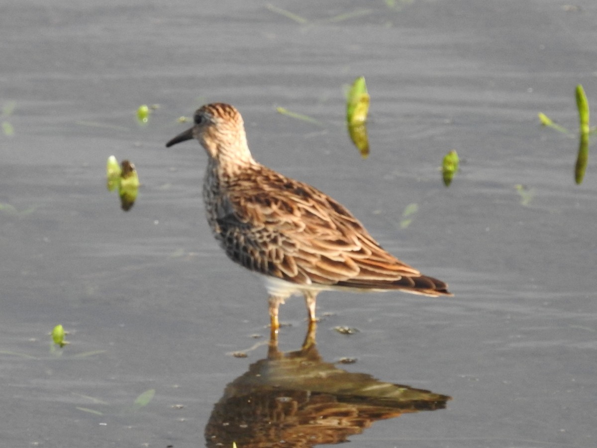 Pectoral Sandpiper - ML555718111