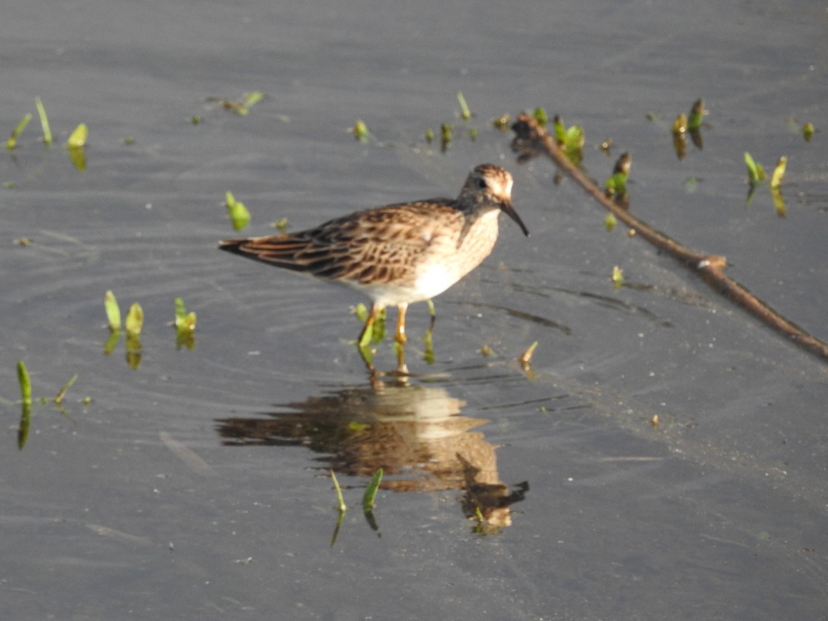 Pectoral Sandpiper - ML555718131