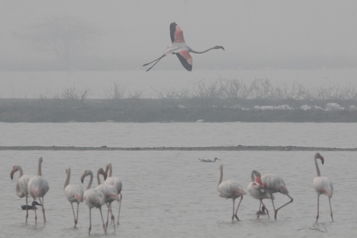 Greater Flamingo - ML55571831