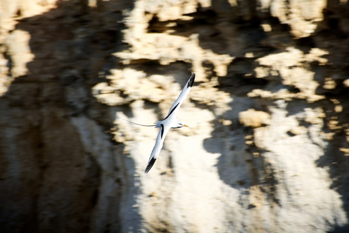 Weißschwanz-Tropikvogel (catesbyi) - ML555718591