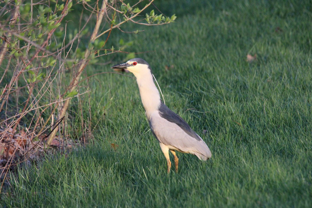 Black-crowned Night Heron - ML555718721