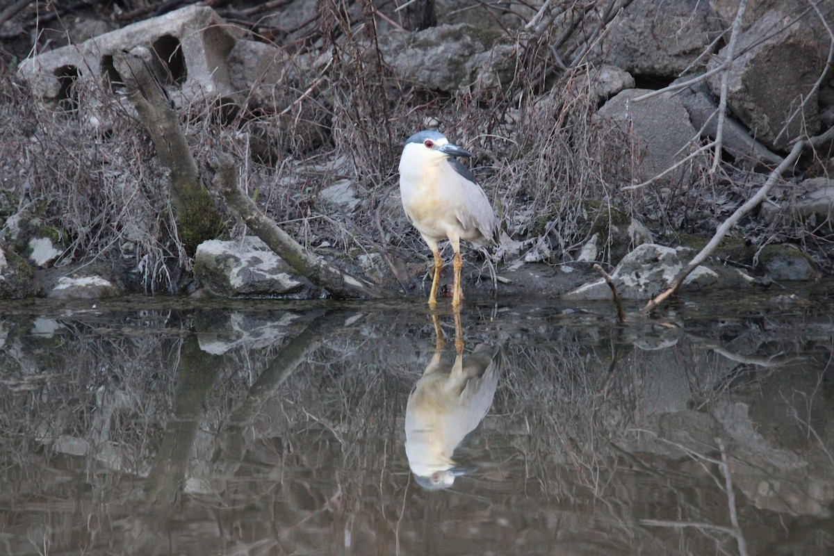 Black-crowned Night Heron - ML555718801