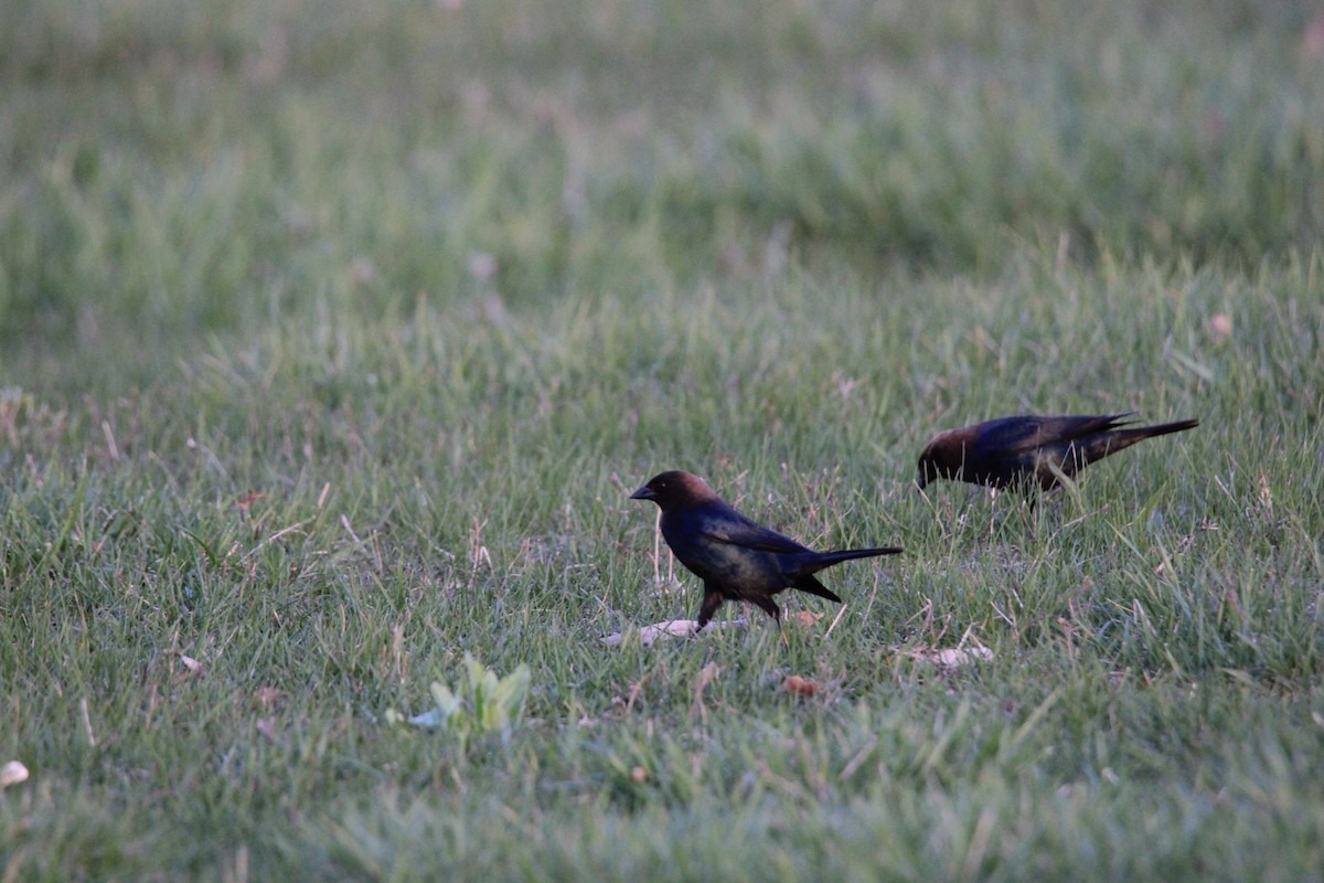 Brown-headed Cowbird - ML555718931