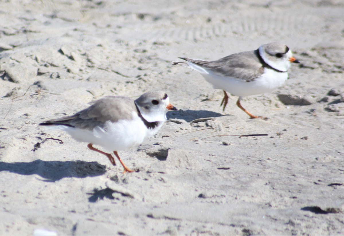 Piping Plover - ML555720371