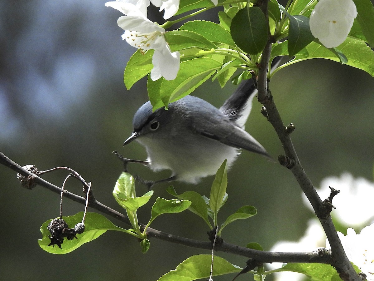 Blue-gray Gnatcatcher - ML555720461