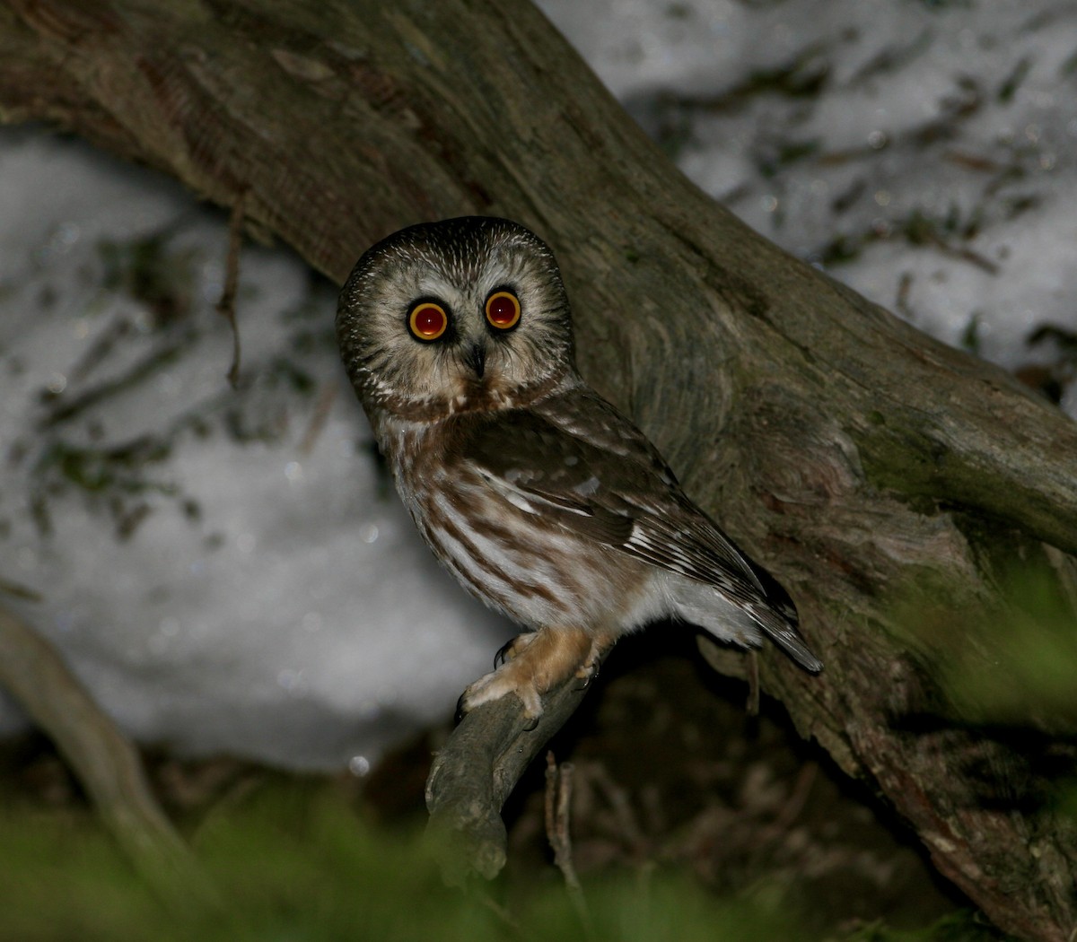 Northern Saw-whet Owl - ML555720781