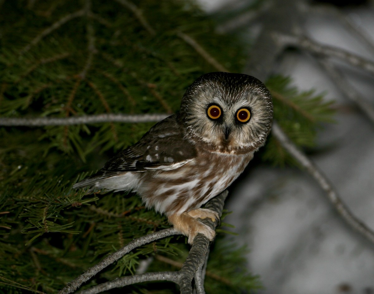 Northern Saw-whet Owl - ML555720791