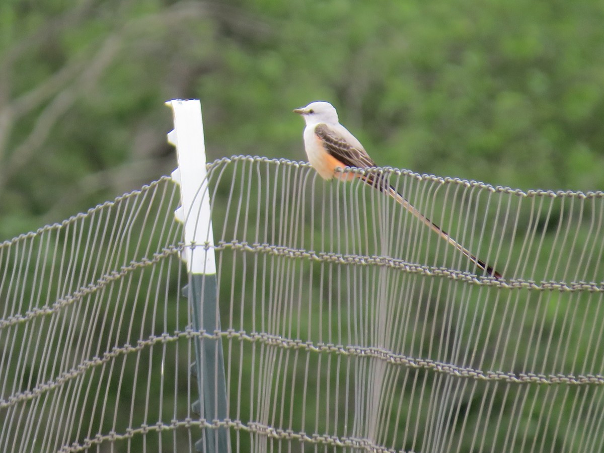 Scissor-tailed Flycatcher - ML555721151