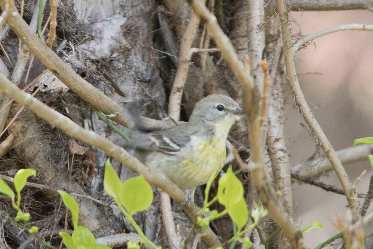 Pine Warbler - Tyler Ficker