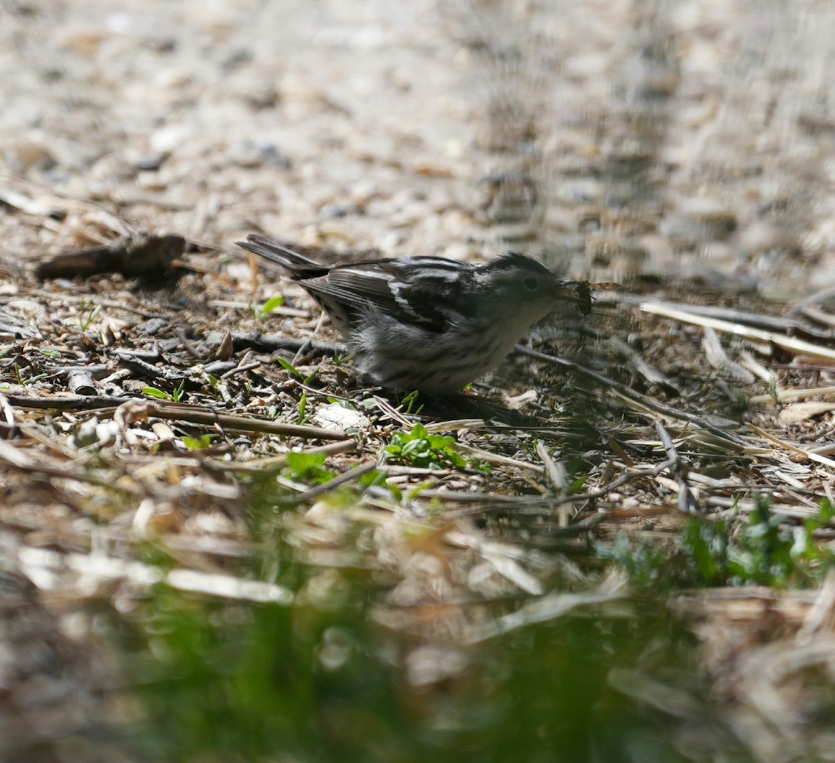 Black-and-white Warbler - Yoeli Rosenberg